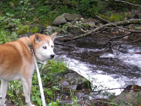 鹿沢キャンピングガーデン