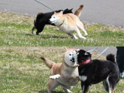 2013初キャンプ エコキャンプみちのく