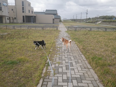 2013 紫雲寺公園オートキャンプ場