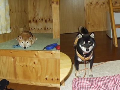 ハイエーストランポ