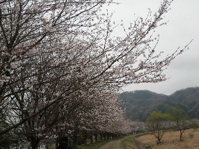 出会いの森公園 桜