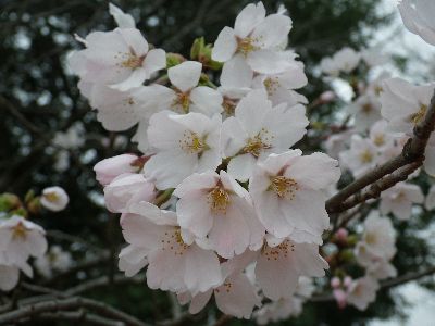 出会いの森公園 桜
