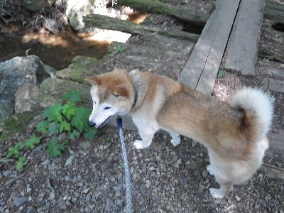 古賀志山Take-6 柴犬 零