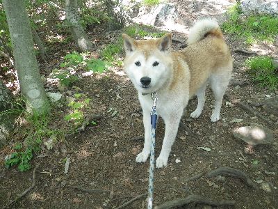 古賀志山Take-6 柴犬 零