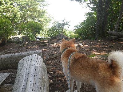 古賀志山Take-6 柴犬 零