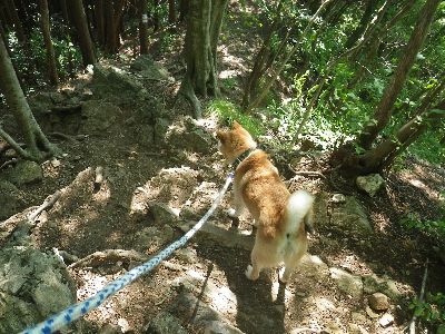 古賀志山Take-6 柴犬 零