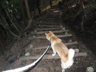 古賀志山Take-6 柴犬 零
