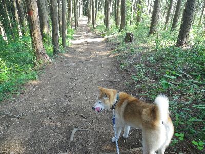 古賀志山Take-6 柴犬 零