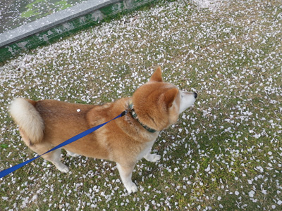 ハイエーストランポ