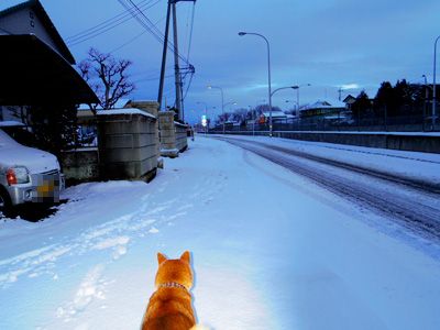 2014 2月 大雪が降った