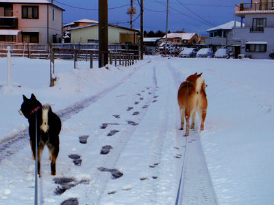 2014 2月 大雪が降った