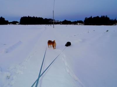 2014 2月 大雪が降った