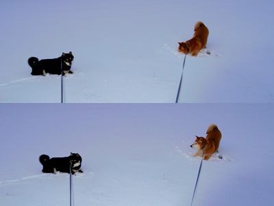 2014 2月 大雪が降った