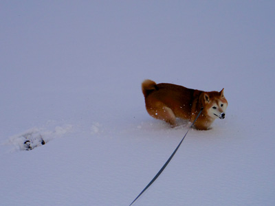 2014 2月 大雪が降った