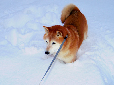 2014 2月 大雪が降った