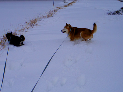 2014 2月 大雪が降った