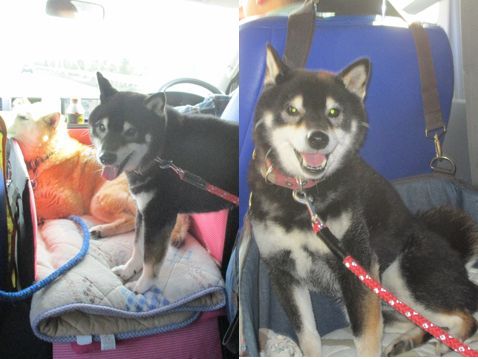 柴犬 静