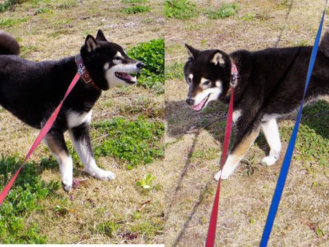 柴犬 静