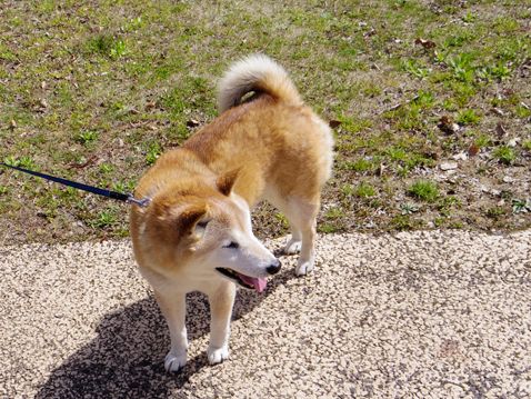 柴犬 零