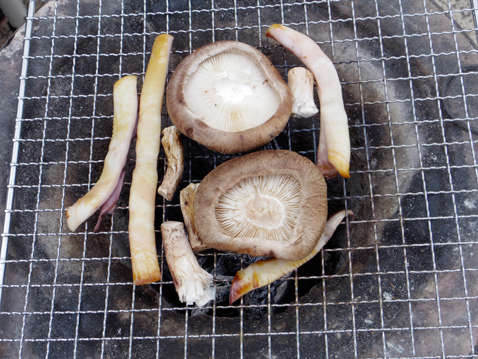 エコキャンプ みちのく