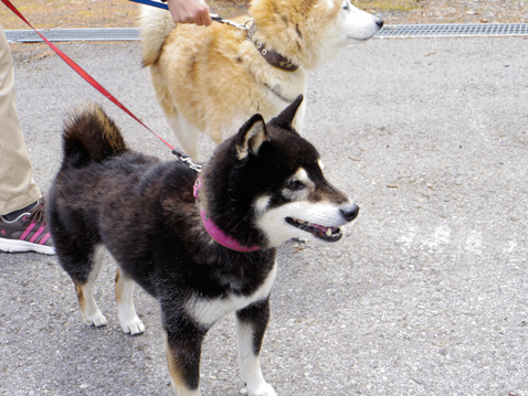 柴犬 静