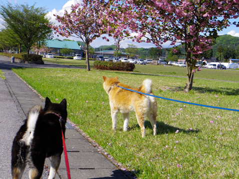 柴犬 零 静