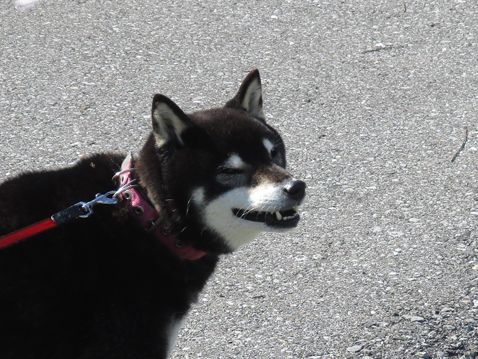 柴犬 静