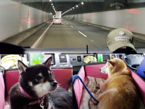 柴犬 零 静