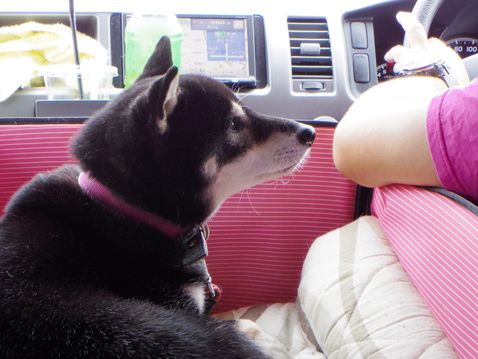 柴犬 零 静