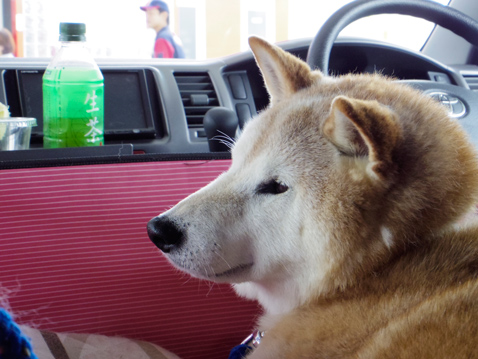 柴犬 零 静