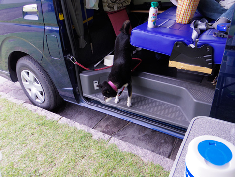 柴犬 零 静