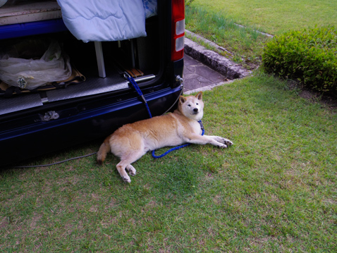 柴犬 零 静