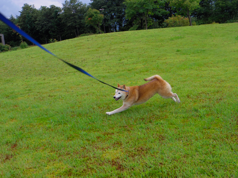 柴犬 零 静