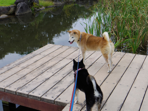 柴犬 零 静
