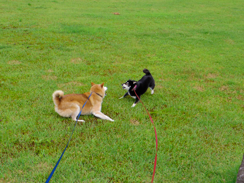 柴犬 零 静