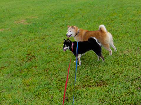 柴犬 零 静