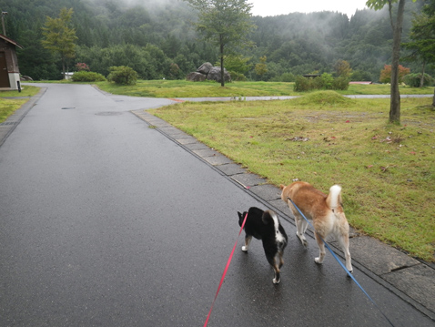 柴犬 零 静