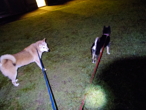 柴犬 零 静