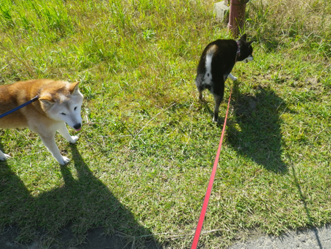 柴犬 零 静