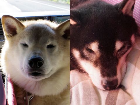 柴犬 零 静