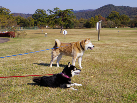 柴犬 零 静