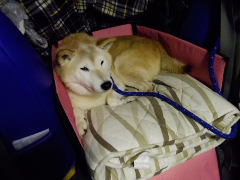 柴犬 零 静