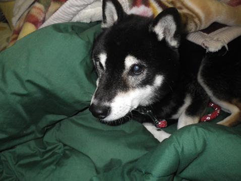 柴犬 零 静