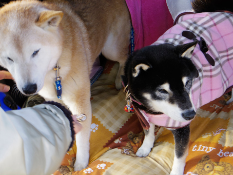 柴犬 零 静