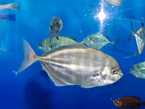 大洗水族館