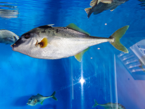 大洗水族館