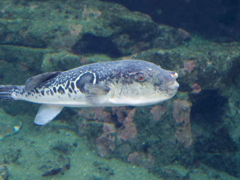 大洗水族館