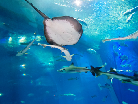 大洗水族館