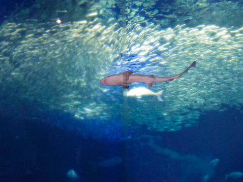 大洗水族館