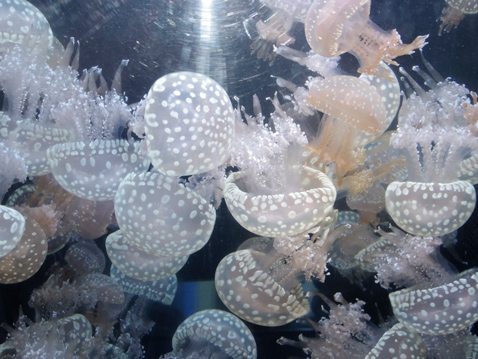 大洗水族館